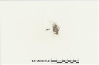 藏品(叢苔科)的圖片